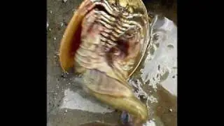 weird creatures