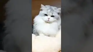 Angry Cat😄#petslover #catvideos #viralshort #sbsvlogs5449