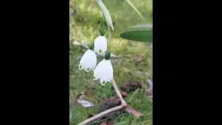 Spring isn't far away says the Snowflake 🥰🌱#youtubeshorts #tasmania #nature #garden &lrm;@olib774&nbsp;