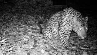 Leopard&rsquo;s sawing call, a guttural sound to invite females in heat and warn rival males to keep out