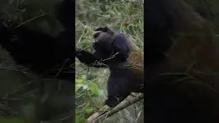 The Golden monkey is herbivore, generally feeds upon bamboo leaves, bamboo branchlets.. subscribe!!