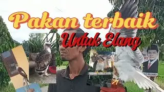 Pakan Terbaik Untuk BOB/Burung Elang#falconry #burung #pecintahewan #burungpredator #elang #predator