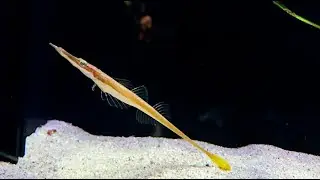 ヤギウオ　Tubenose poacher　Pallasina barbata