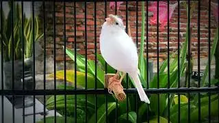 Doesn't Your Canary Sing? Put This On, HE Will Sing a Lot‼️ Belgian Canary🐦