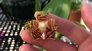 НОВЫЕ ОРХИДЕИ В КОЛЛЕКЦИИ! Обзор посылки от Lucke orchideen.