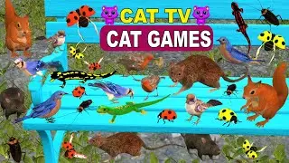 Ultimate 3D Cat Game | Birds Flying & Mice Running | Cat TV Entertainment For Cats 4k