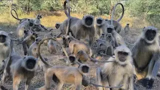 Monkey ka cute reaction jab biscuit mila 😍🐒/Monkey Lover &ndash;daily feeding time with my monkey #monkey