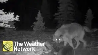 Awesome footage of wolverine and wolf fighting over dinner in National Park