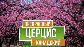 Декоративные деревья. Церцис канадский - Багрянник