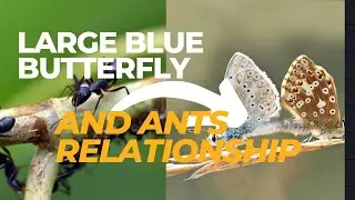 The Relationship between The Large blue butterfly and Ants .