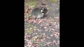 Hurt Raccoon 1