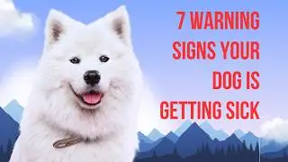 7 WARNING SIGNS YOUR DOG IS GETTING SICK&mdash; THAT MOST OWNERS MISS