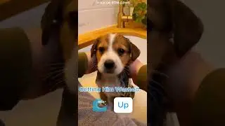 This Puppy Was Found Crying in the Trash 😢🐶❤️#puppy#rescuedog#animalrescue#kindness#viral#shorts