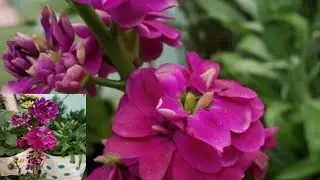 How to care of stock flowering plant || how to keep on flowering in stock plant [ Hindi Urdu