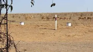 Saigas passing Stepnoi cordon