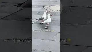 This seagull doesn't have feet 😥