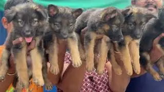  Gsd puppies in erode 7010786036. #gsdpuppy #puppy #petslover #gsdlovers  #puppy #erode #love #dogs