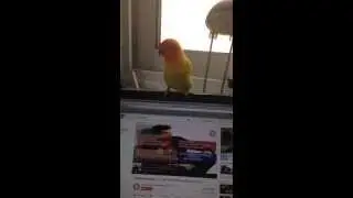 With joy (lovebird)