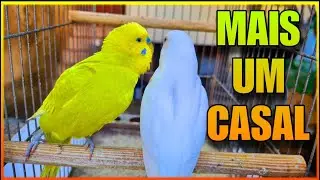 FORMANDO CASAL DE PERIQUITO AUSTRALIANO