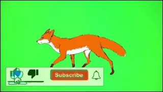 Fox green screen video | Copyright free | Fox run! green screen effect |