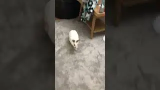 House Rabbit Network's Owlette