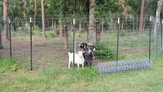 Goat Mischief