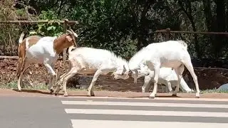 Goats 🐐  head to head fight 