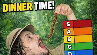 I Made a Bug Tier List and Now I Regret Everything