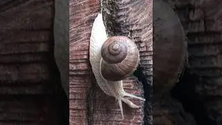 2 Colheres Desse Produto &eacute; Ser&aacute; o FIM | Como Acabar com Lesmas Caramujos e Carac&oacute;is