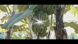 Bananas Nacional // Institucional [Filme Oficial] por Marcelo Zanotto Filmes