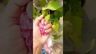Guli Mata...❤️🌼#gulimata #song #flower #lovelyvideo  #viralvideo #shortvideo #youtubeshorts