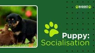Puppy Socialisation | New Puppy Guide | Budget Pet Products