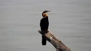 African darter (Anhinga rufa) at Tembo Plains Live - Zimbabwe, Part 1 - africam.com
