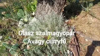 Miért ültess olasz szalmagyopárt?