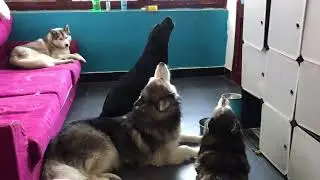 The Huskies are teaching the Labrador howling