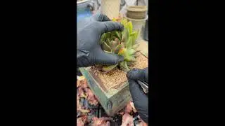 How to Keep Every Succulent Alive: Full Care System 🌿