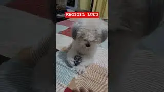CUTENESS OVERLOAD #viralvideo #doglover #youtubeshorts #cute #shortvideo #puppy #pets #cute