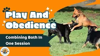 Using Food & Luring to Build Play and Obedience! 🍖🎾🐶