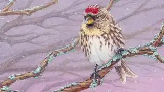 Female Common Redpoll Transparent Watercolor Time-lapse