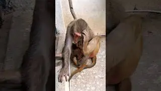 indian breed monkey #bandar #monkey #monkeyvideo