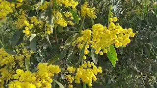 Wattle Tree