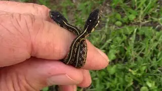 Two Newborn Red-sided Garter Snakes, Thamnophis sirtalis parietalis