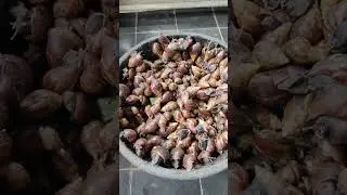 hundreds of snails ready to be cooked #shorts #viral #freefire #video