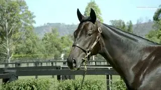 Yarraman Park - Inglis Easter 19 - Lot 312 - Written Tycoon x Titleholder - Colt