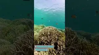 Top 5 most colourful coral reefs #top5