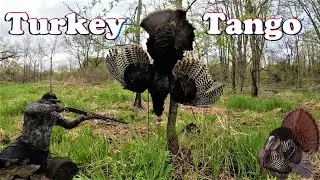 Turkey Tango!! Spring Turkey Season!
