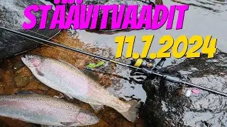 Stäävitvaadit 11.7.2024 | Merikarvianjoki | Kirjolohta | Kalastus