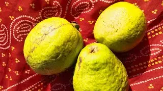 अमरूद का बगीचा ,#अमरूद का पेड़ पर कितने सारे अमरूद लगाए हे 