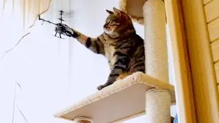 Bobo Cat vs RC Helicopter