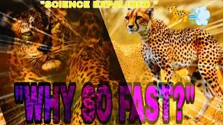 &ldquo;How Do Cheetahs Run So Fast? 🐆💨 | Animal Science Explained&rdquo;
